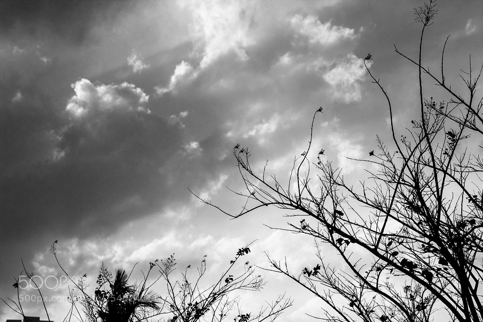 Canon EOS 600D (Rebel EOS T3i / EOS Kiss X5) sample photo. Dragonflies #2 photography