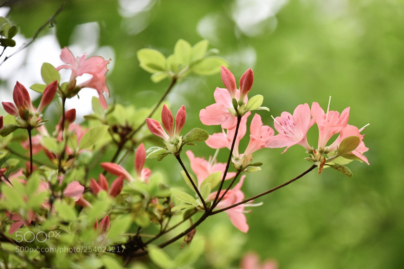 Nikon D850 sample photo. Untitled photography