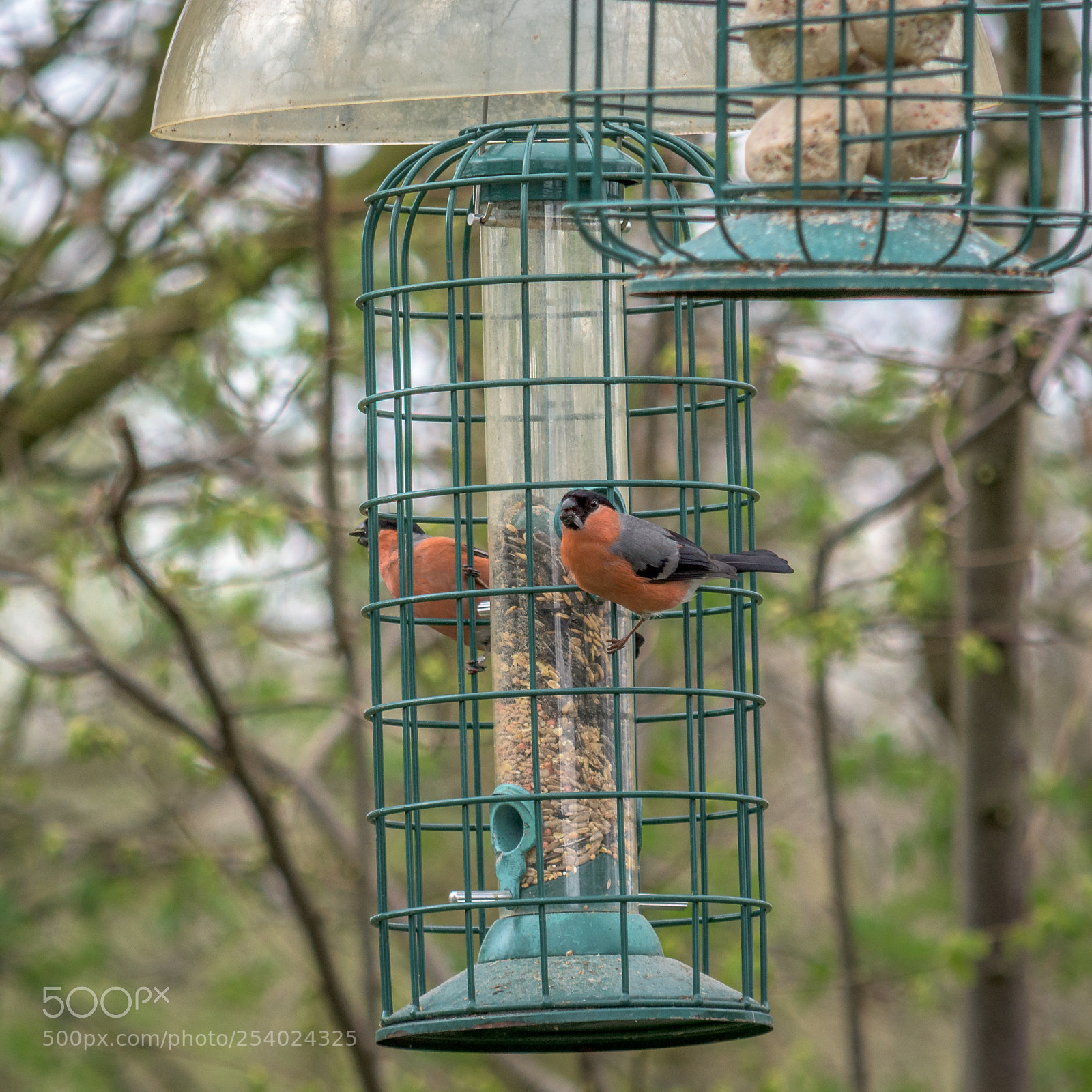 Nikon D7200 sample photo. Bullfinches at rspb dearne photography