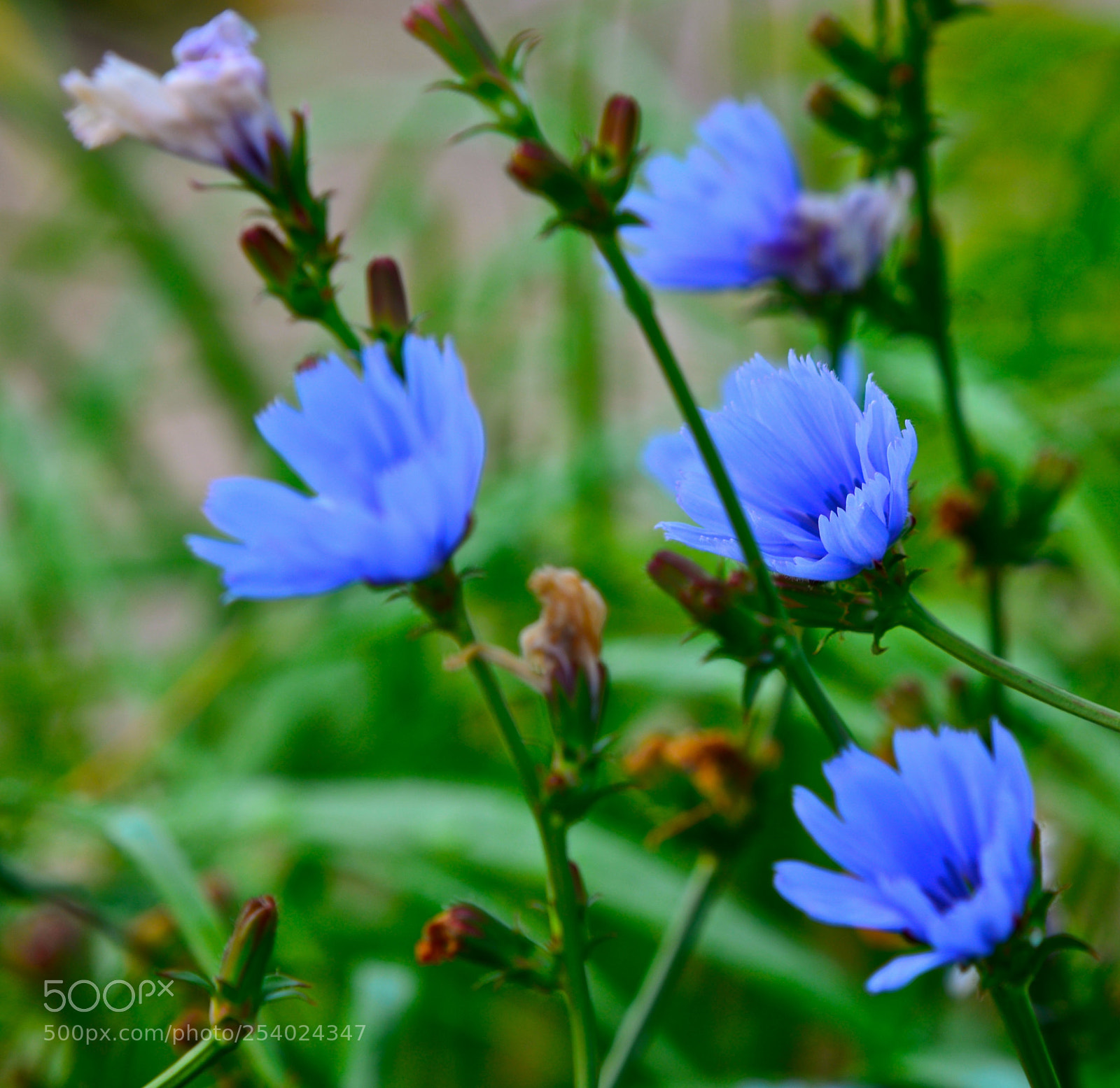 Nikon D600 sample photo. Blues photography