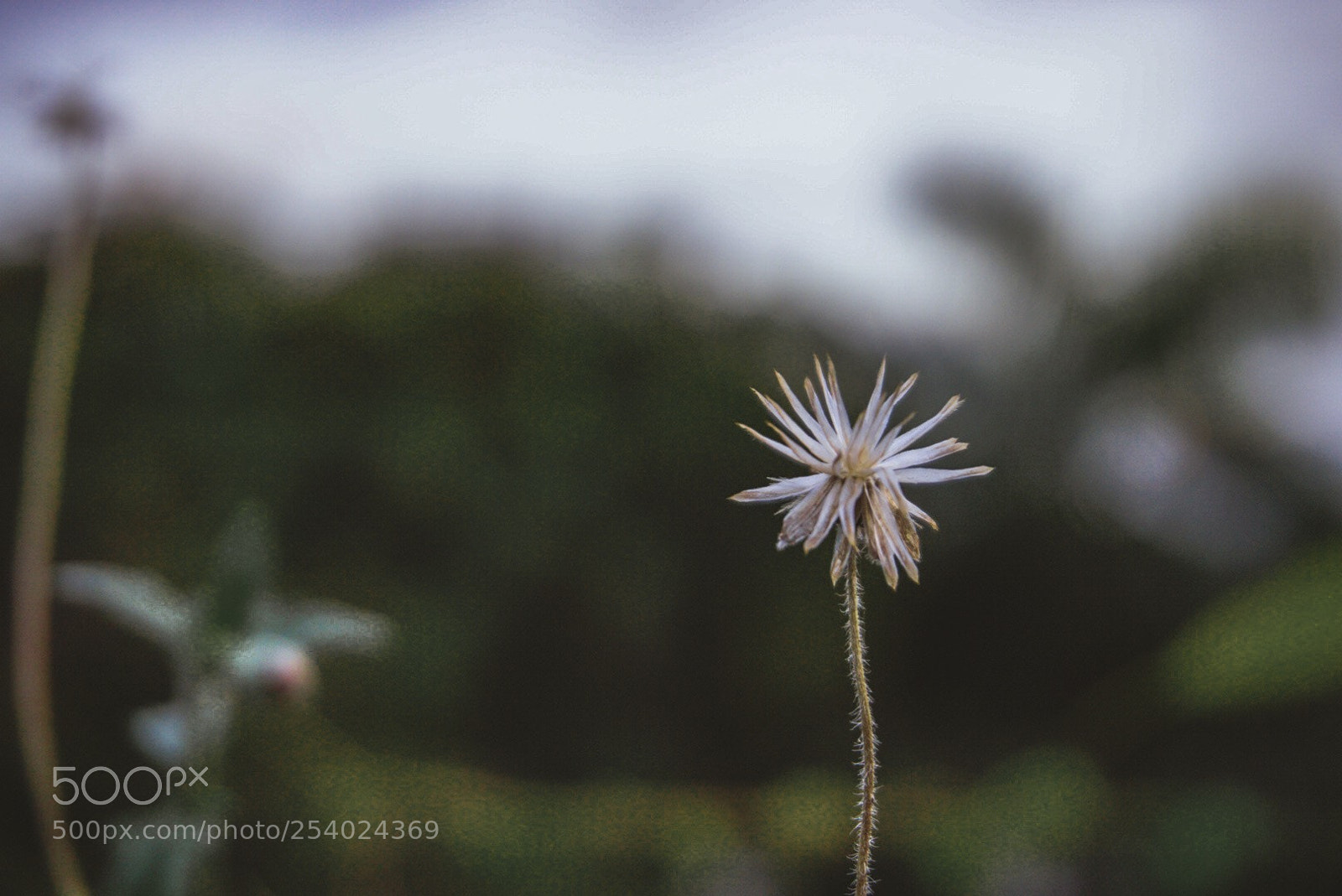 Sony a6000 sample photo. Bloom with grace photography