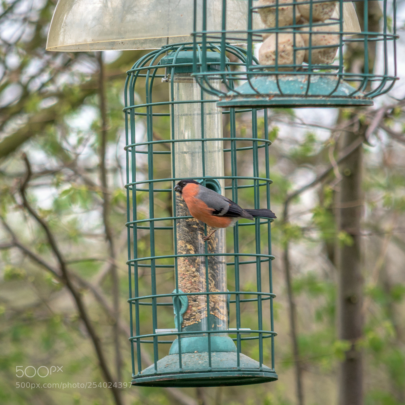 Nikon D7200 sample photo. Bullfinch at rspb dearne photography