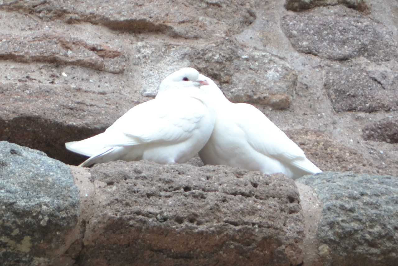 Nikon D3100 sample photo. Love is in the air photography