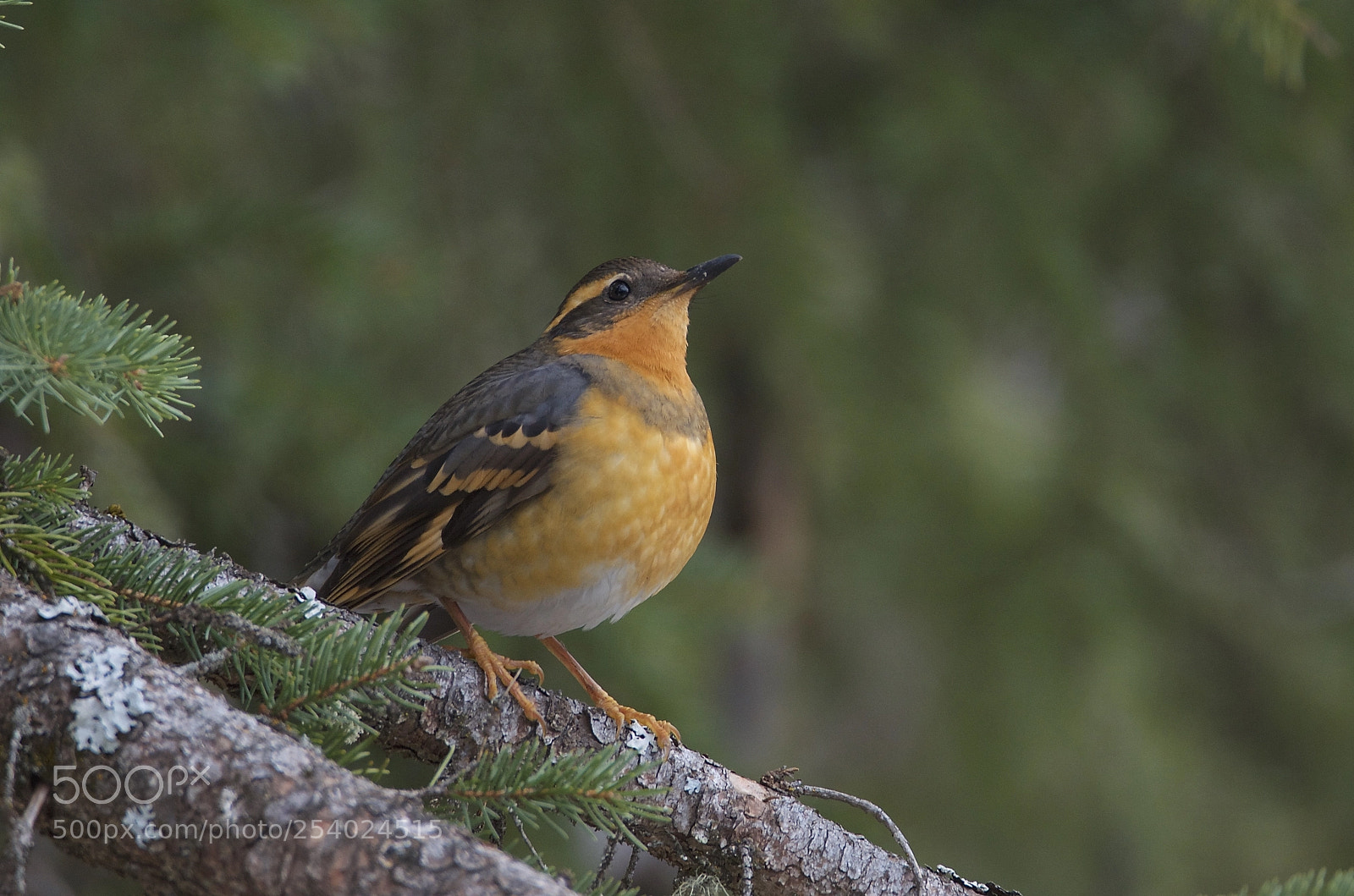 Nikon D7000 sample photo. Varied thrush photography