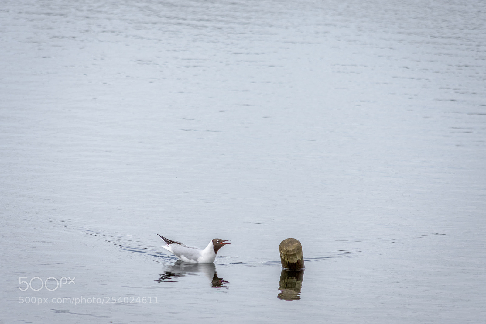 Nikon D7200 sample photo. Black headed gull at photography