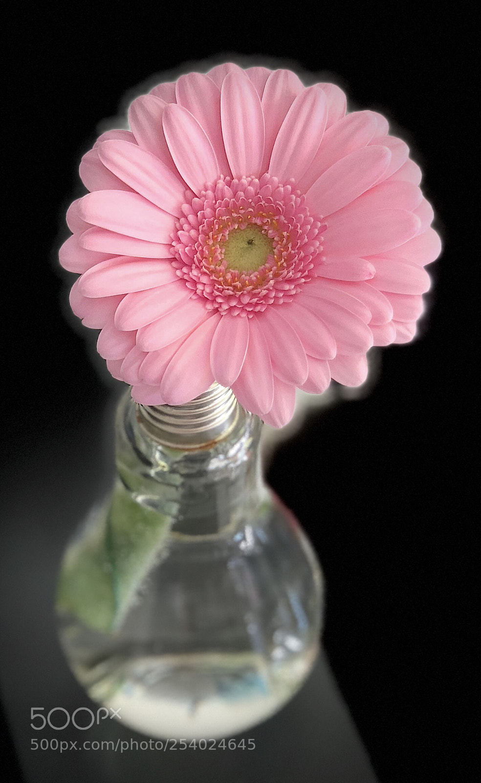 Apple iPhone X sample photo. Gerbera pur photography