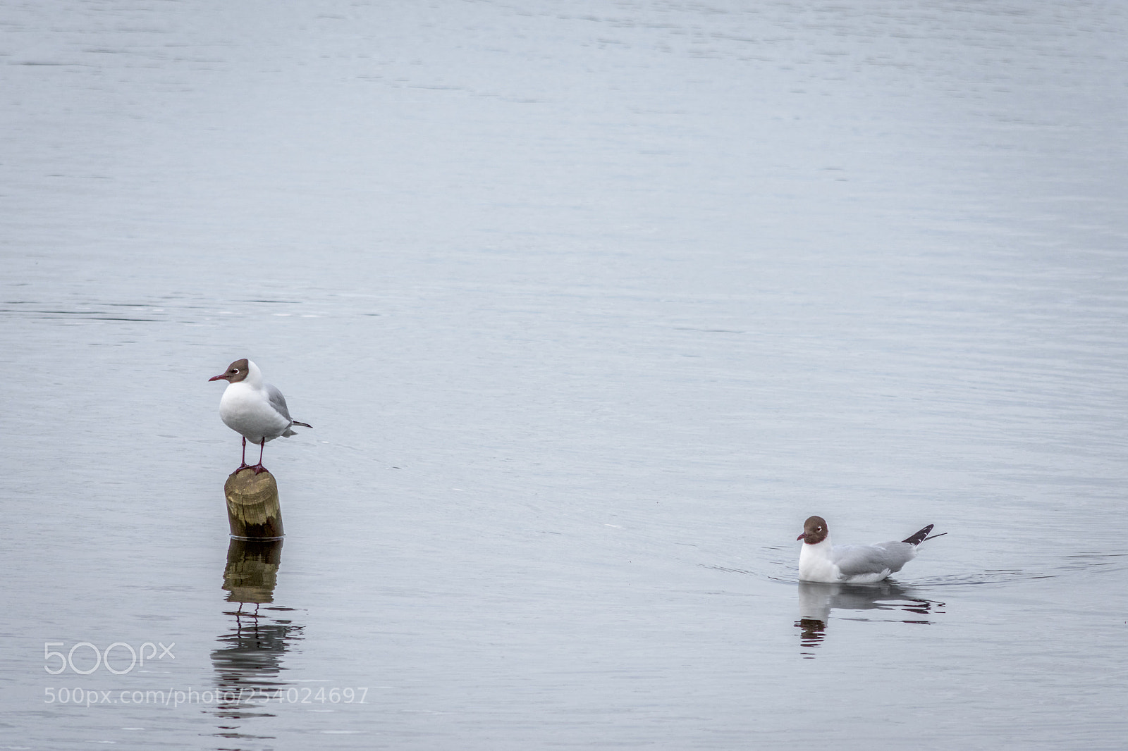 Nikon D7200 sample photo. Black headed gulls at photography