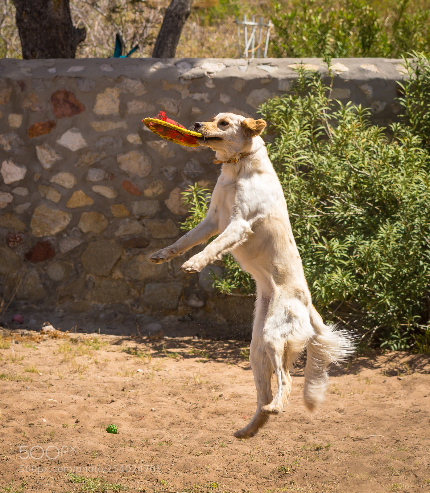 Sony SLT-A65 (SLT-A65V) sample photo. Good catch photography