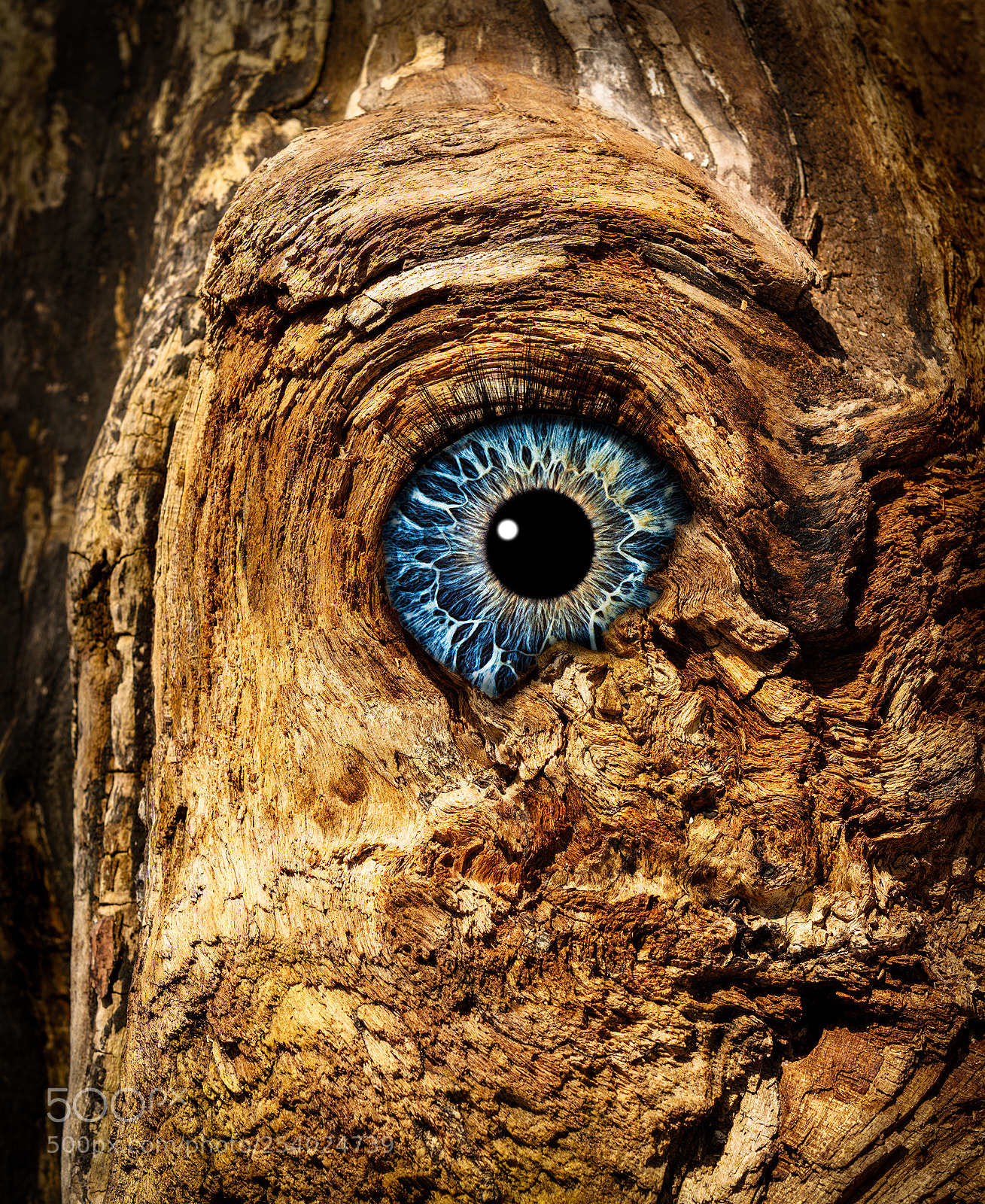 Canon EOS-1D X Mark II sample photo. Tree of life photography