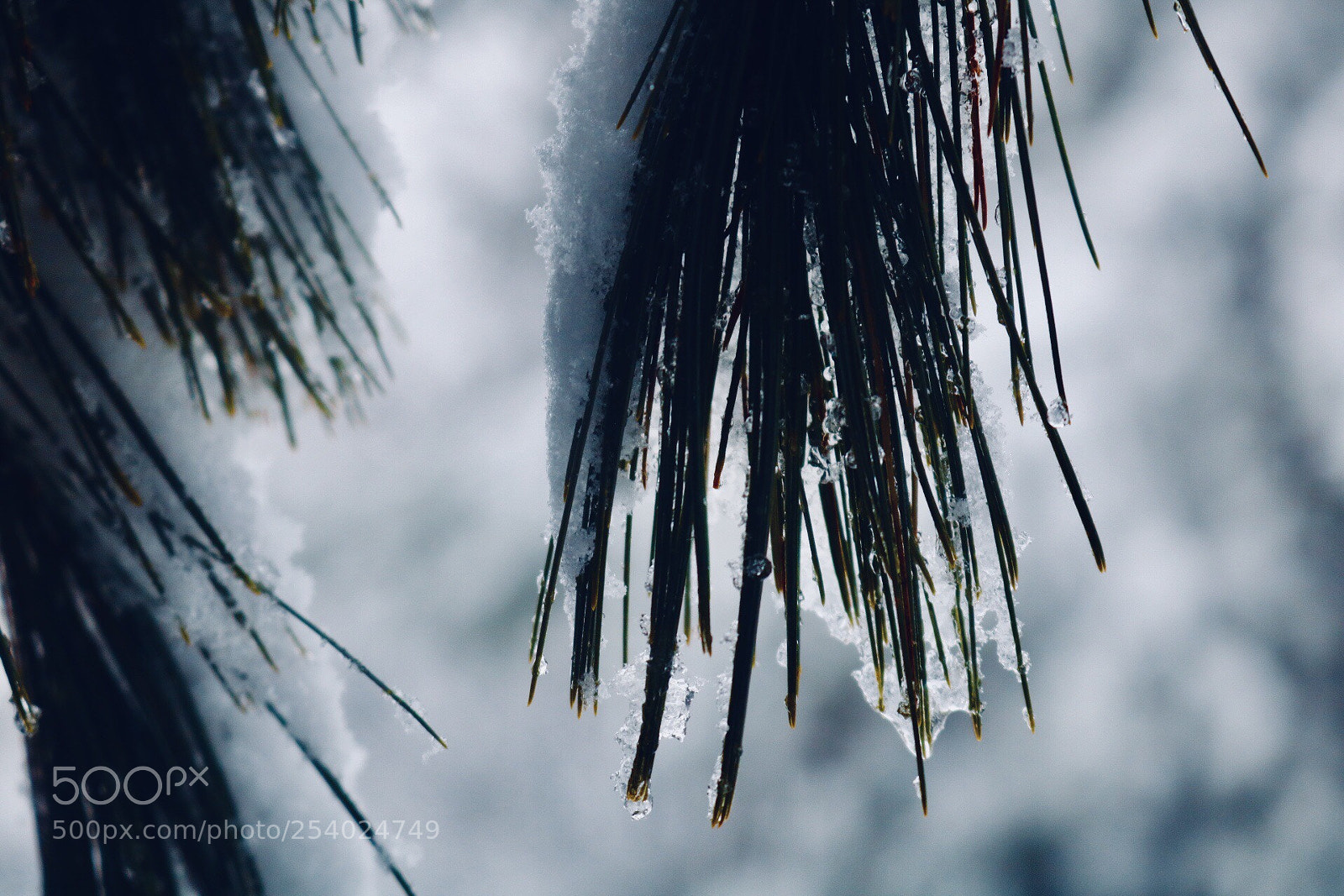 Canon EOS 750D (EOS Rebel T6i / EOS Kiss X8i) sample photo. Green ice photography