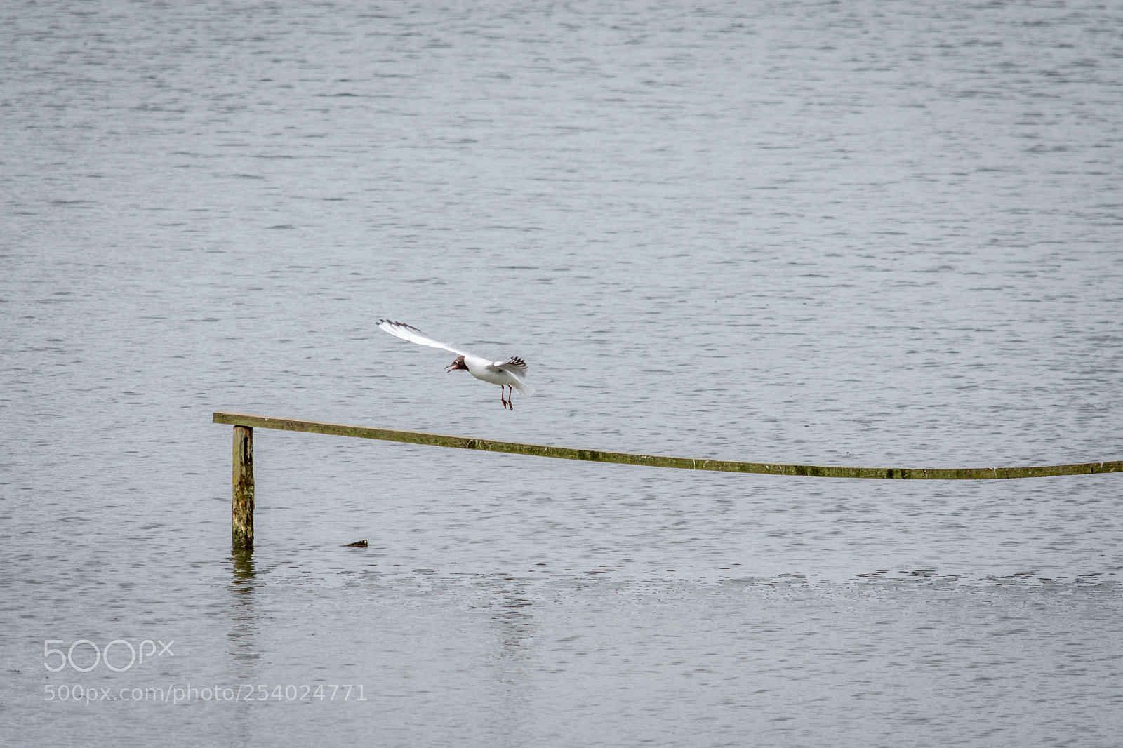 Nikon D7200 sample photo. Black headed gull at photography