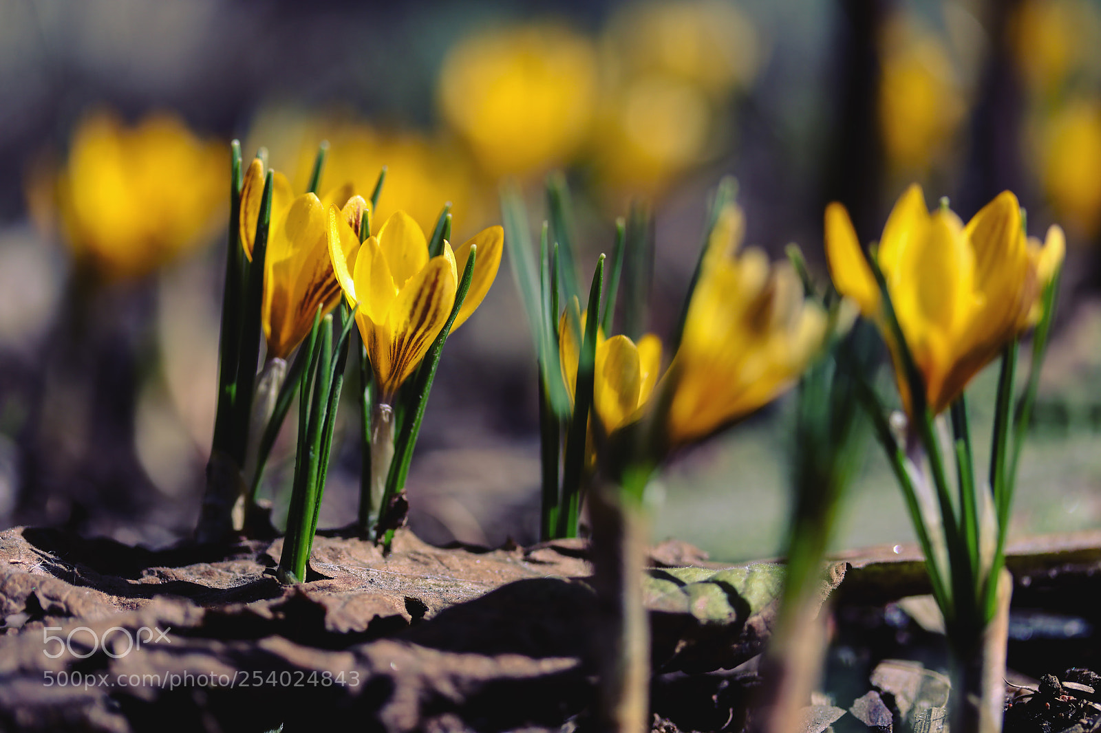 Canon EOS 80D sample photo. Spring photography
