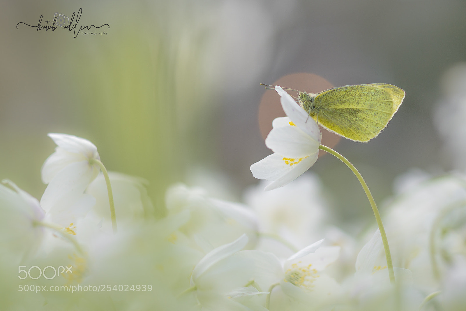 Sony ILCA-77M2 sample photo. Small white butterfly photography