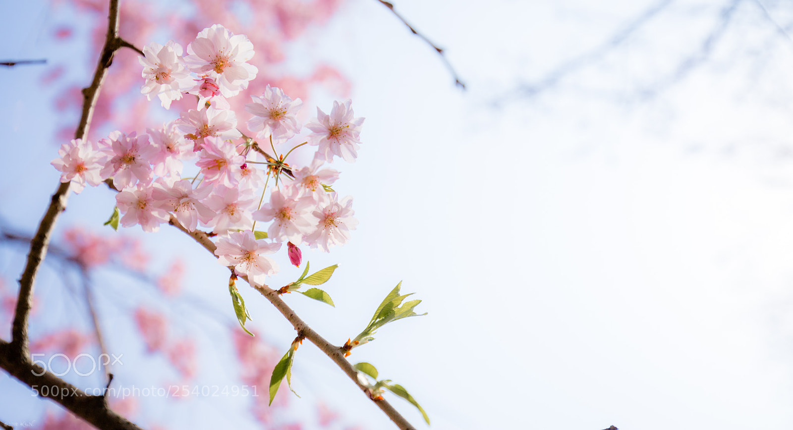 Canon EOS 6D Mark II sample photo. Blooming photography