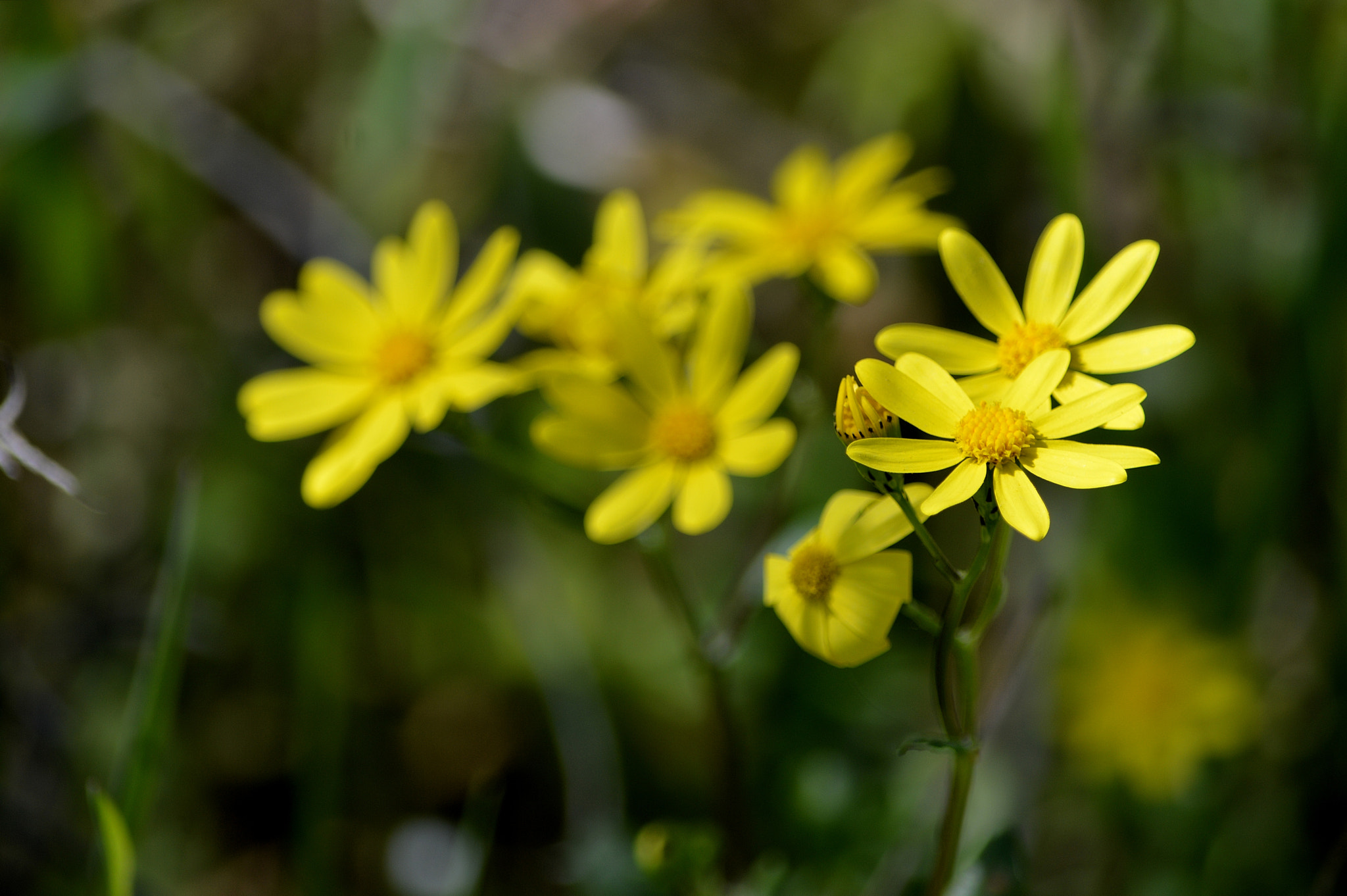 Nikon D3200 sample photo. Wildflowers photography