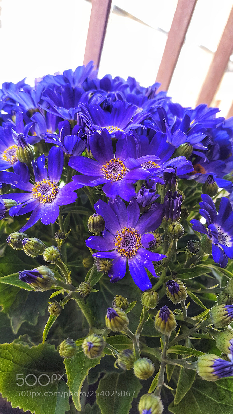 Samsung GALAXY S6 edge sample photo. Untitled photography