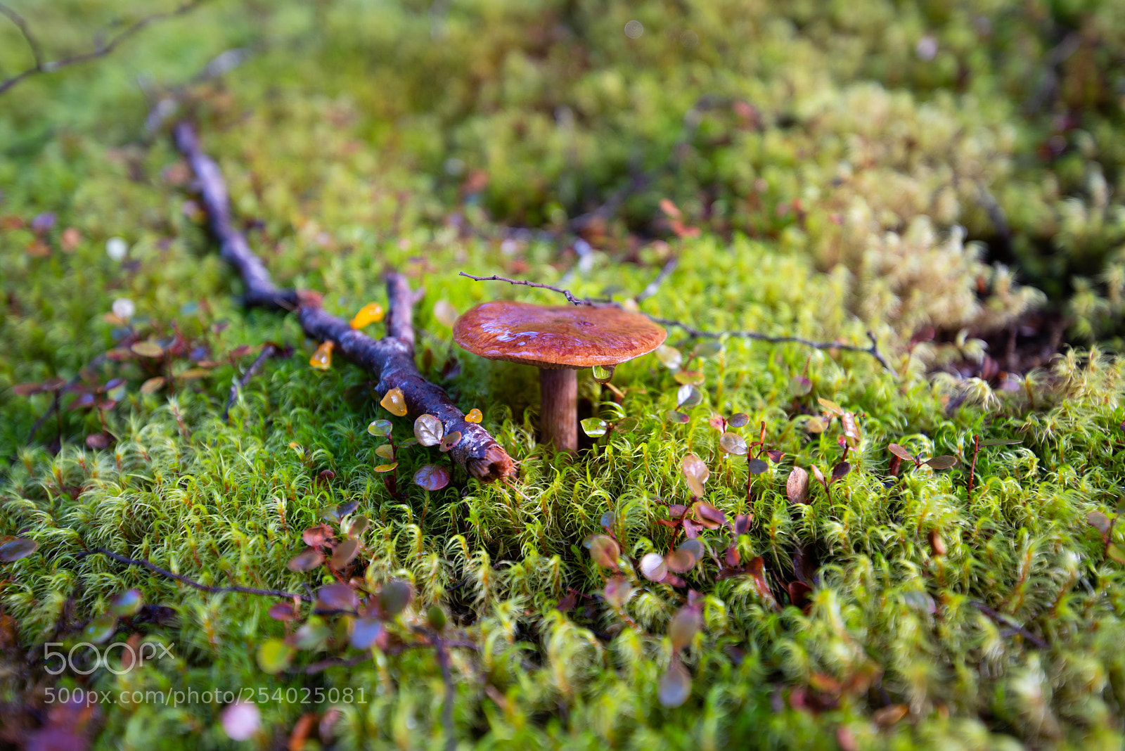 Pentax K-1 sample photo. Mushroom photography