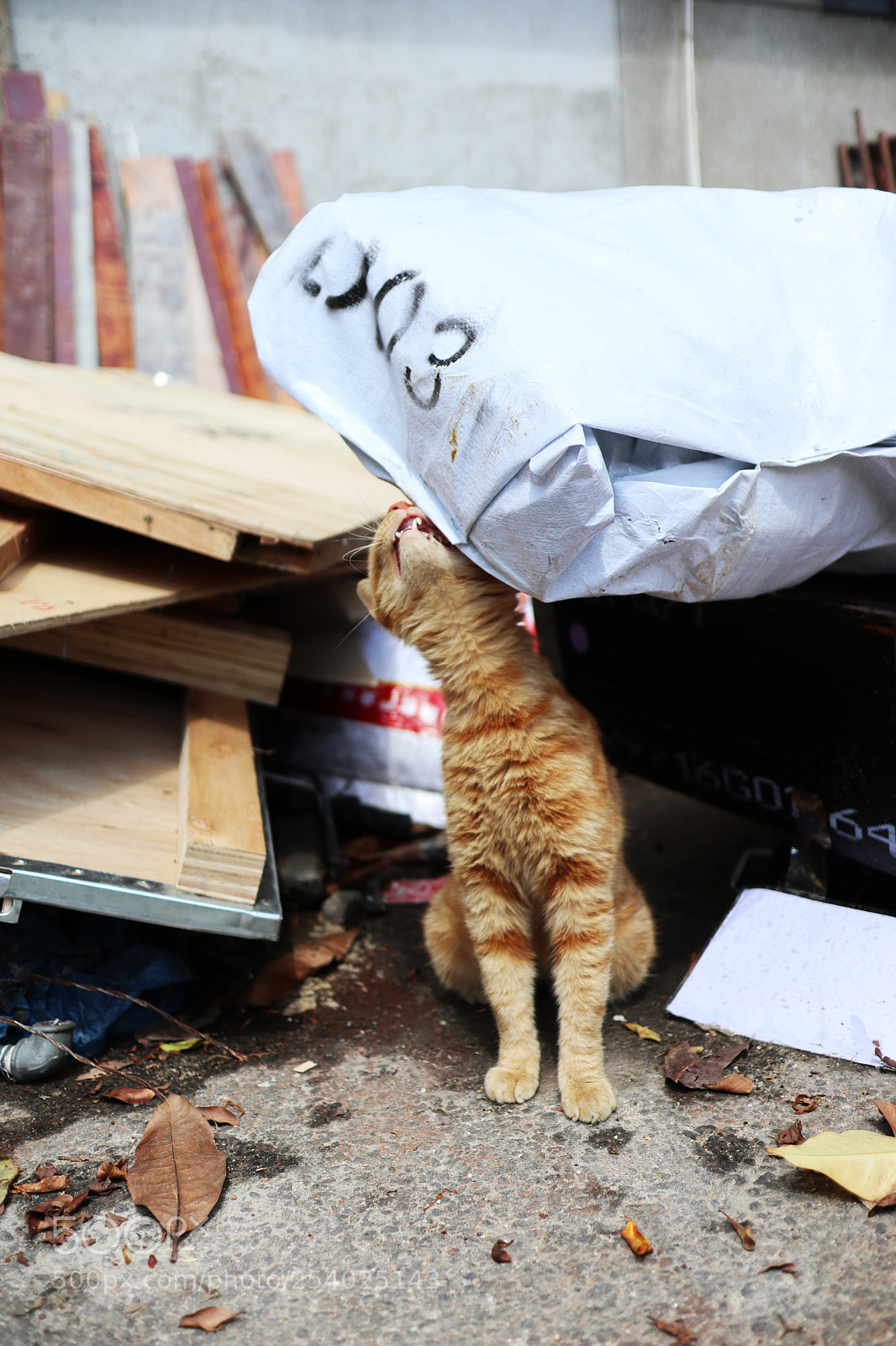 Canon EOS M6 sample photo. Img photography