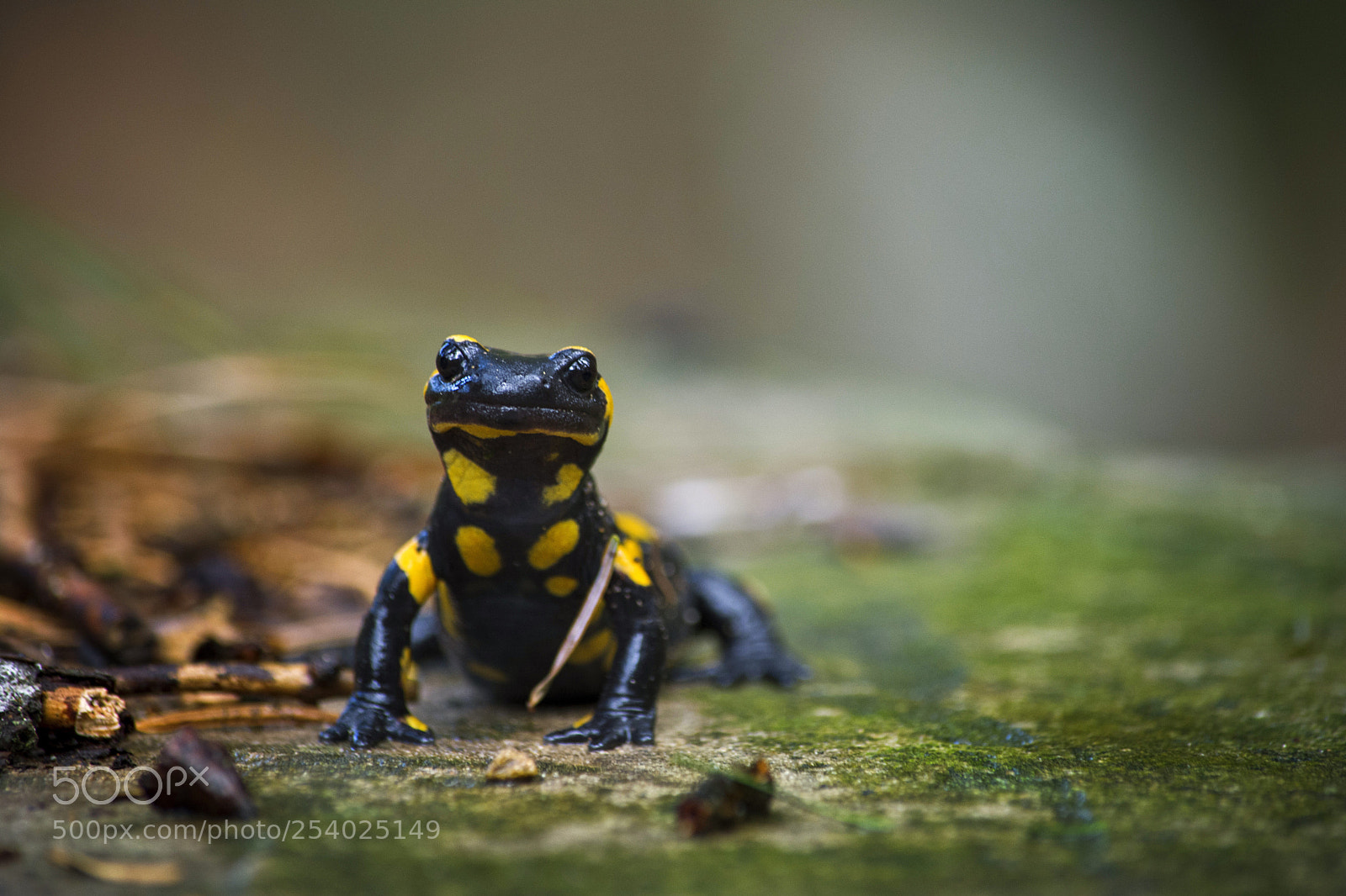 Nikon D7100 sample photo. Brave salamander photography