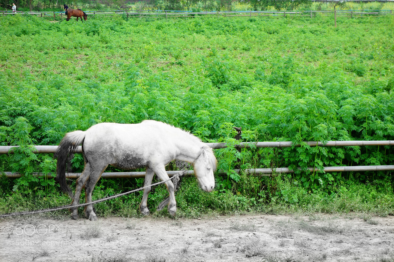 Sony Cyber-shot DSC-RX100 sample photo. White horse. photography