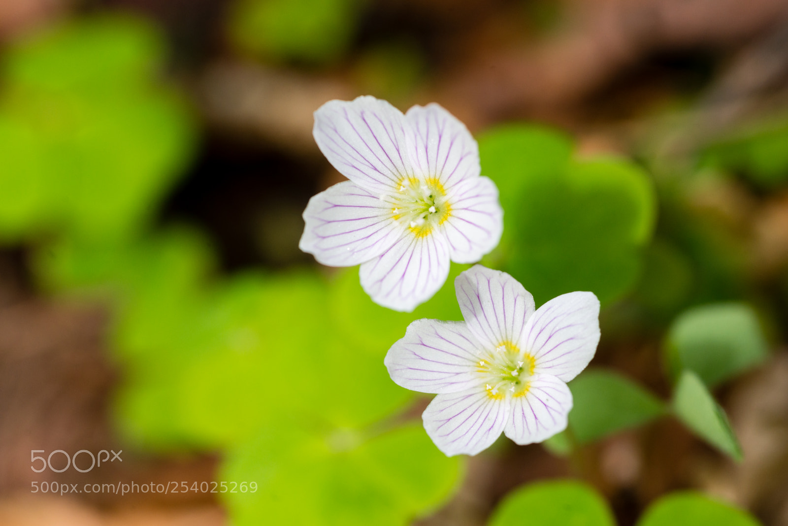 Nikon D610 sample photo. Oxalis petite oseille oxalis photography