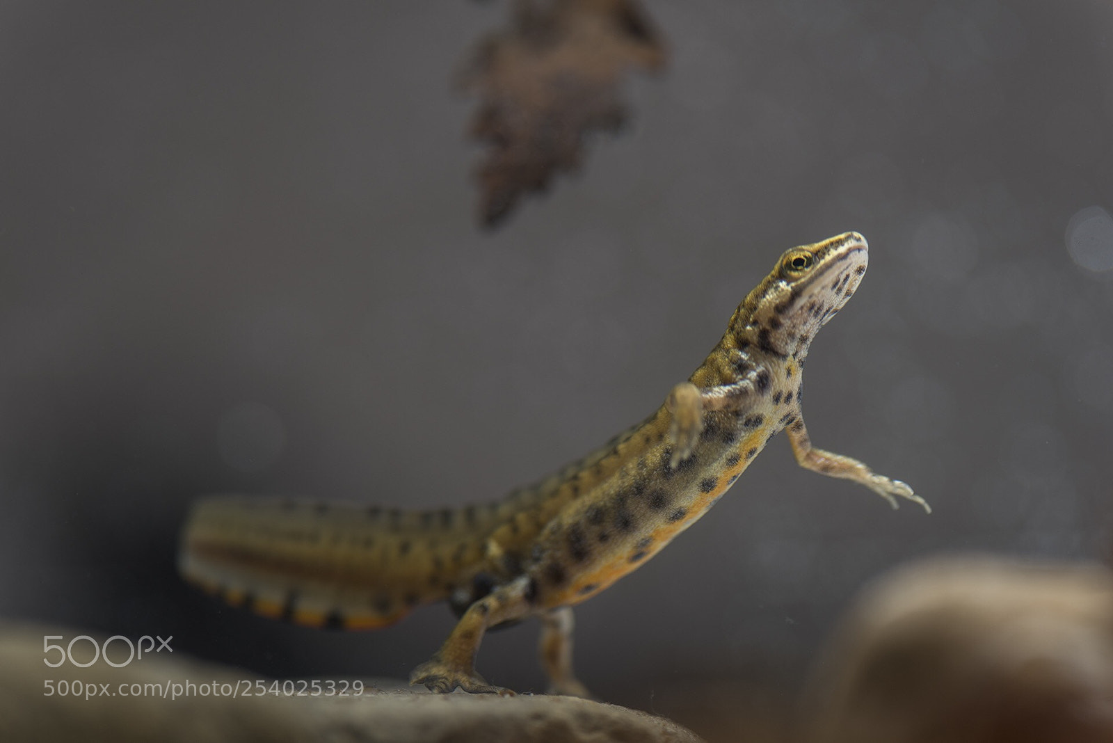 Nikon D810 sample photo. Newt  photography