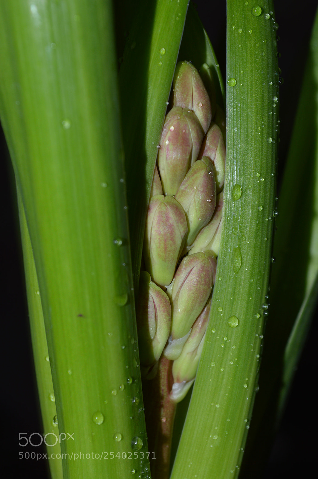 Nikon D3200 sample photo. Dsc photography