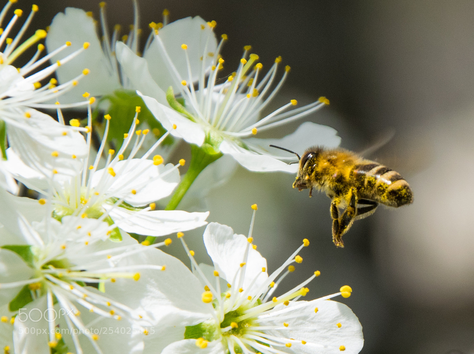 Nikon D3300 sample photo. Bee collecting pollen on photography