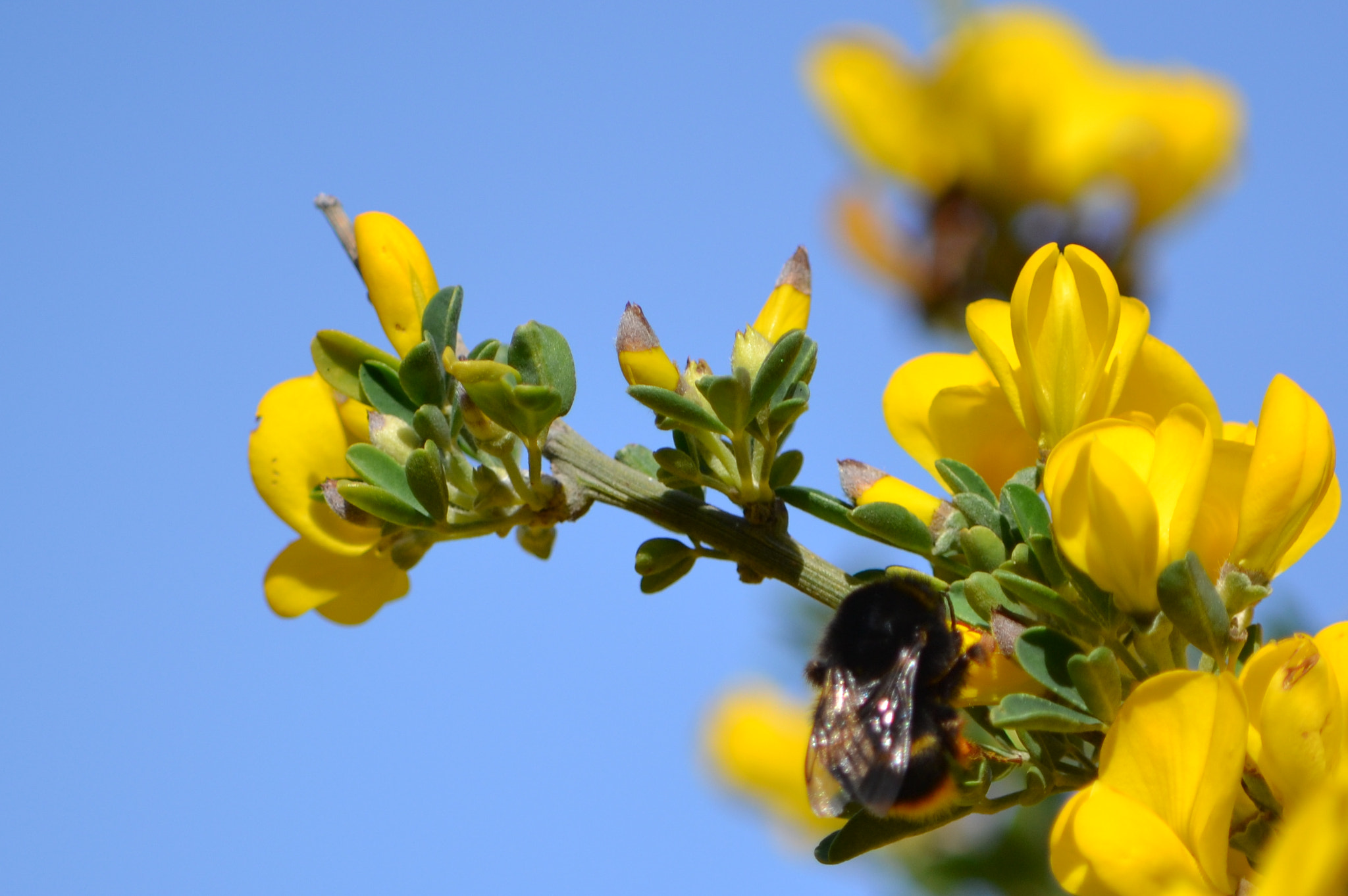 Nikon D3100 sample photo. Bee photography