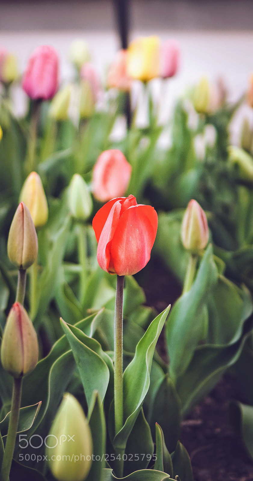 Sony a6000 sample photo. Spring tulips photography