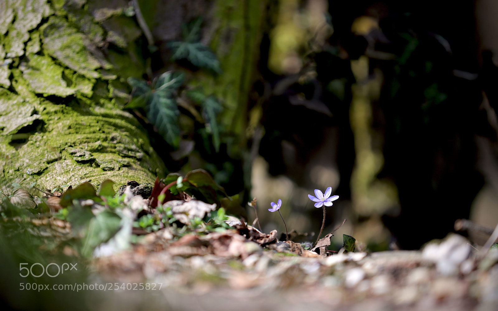 Canon EOS 6D Mark II sample photo. Little photography