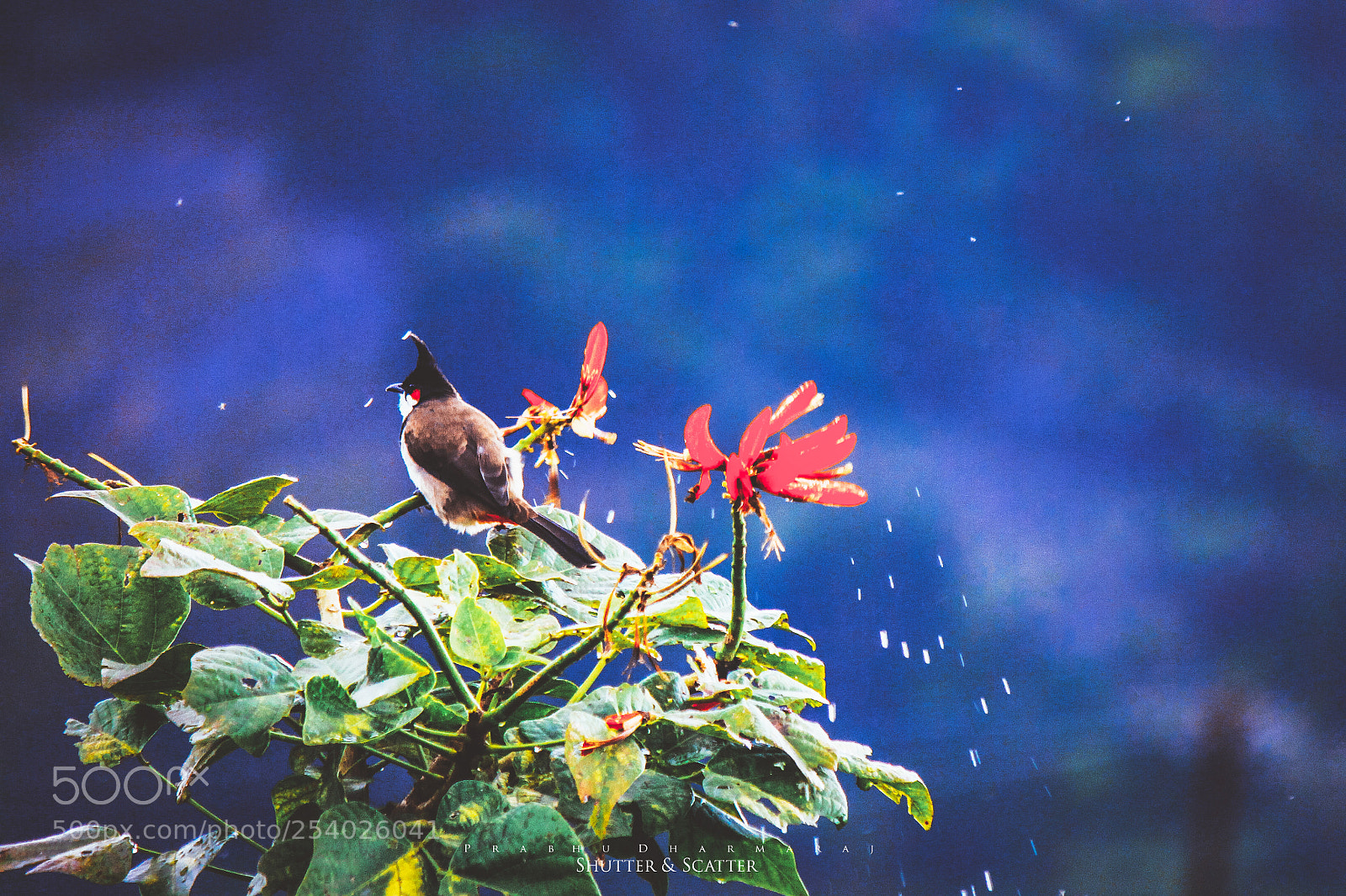 Canon EOS 60D sample photo. Red whiskered bulbul photography