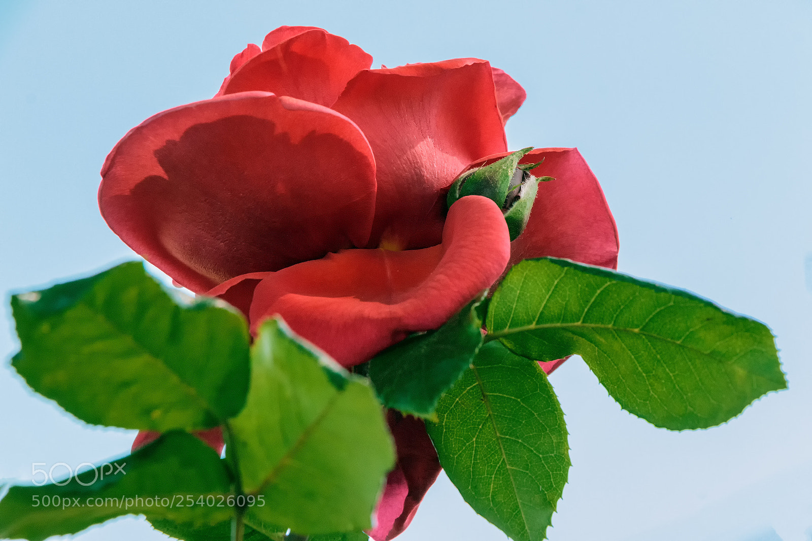 Canon EOS 70D sample photo. Flower photography