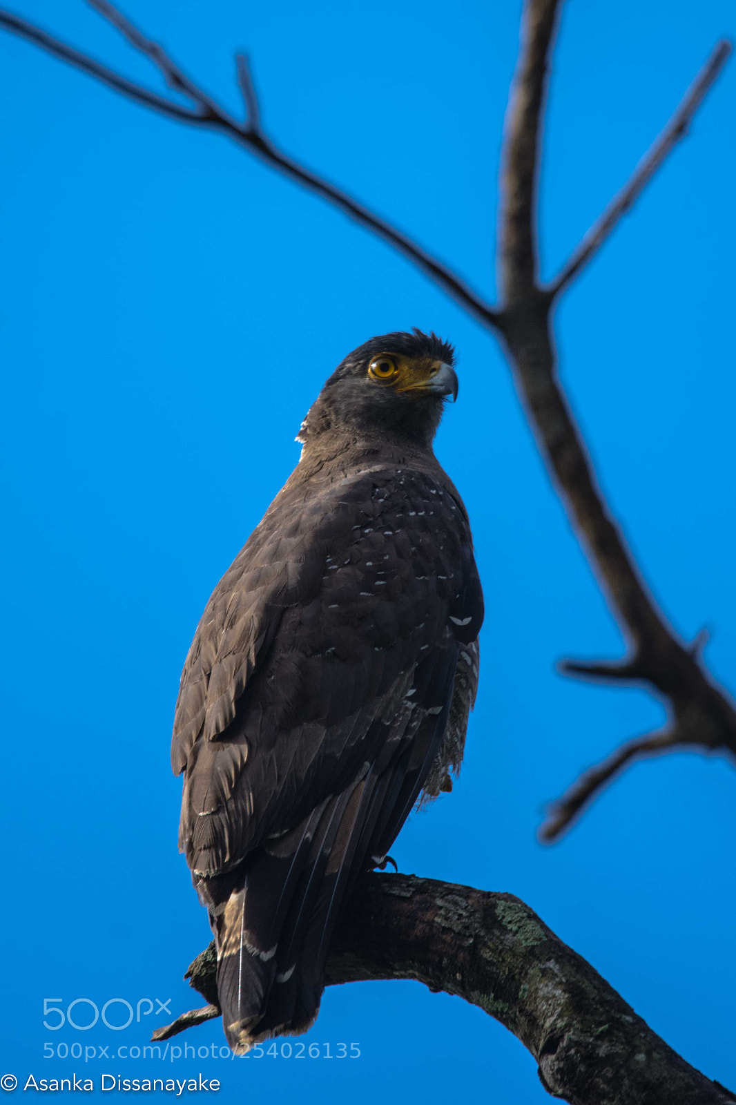 Nikon D7200 sample photo. Crested serpent eagle photography
