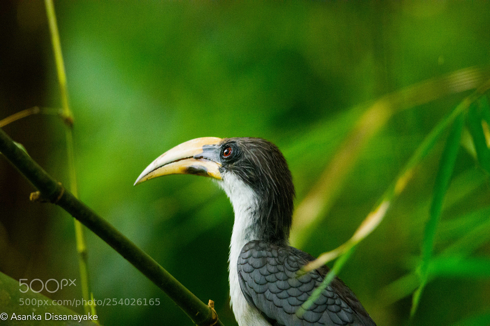 Nikon D7200 sample photo. Sri lankan grey hornbill photography