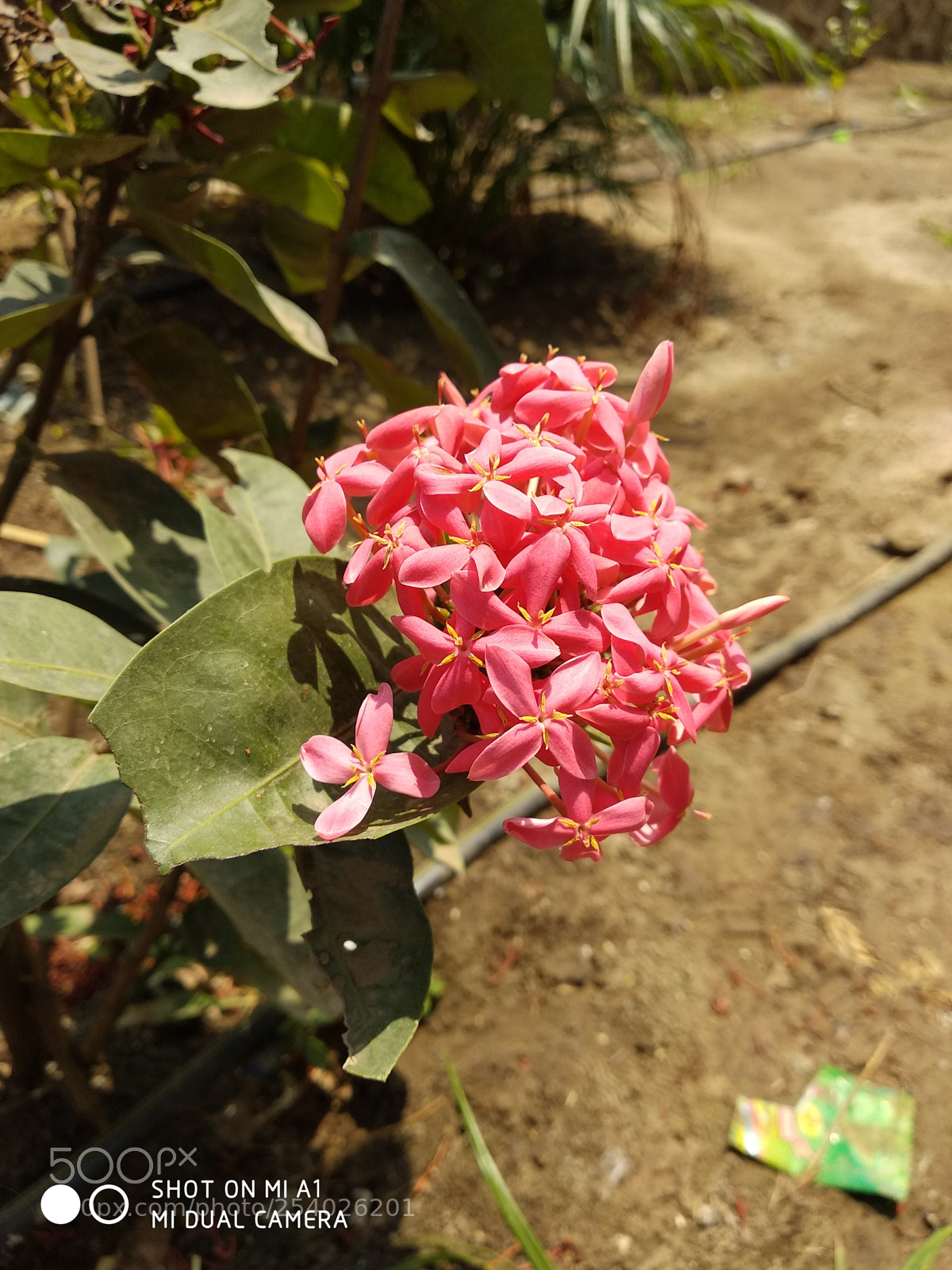 Xiaomi Mi A1 sample photo. Untitled photography