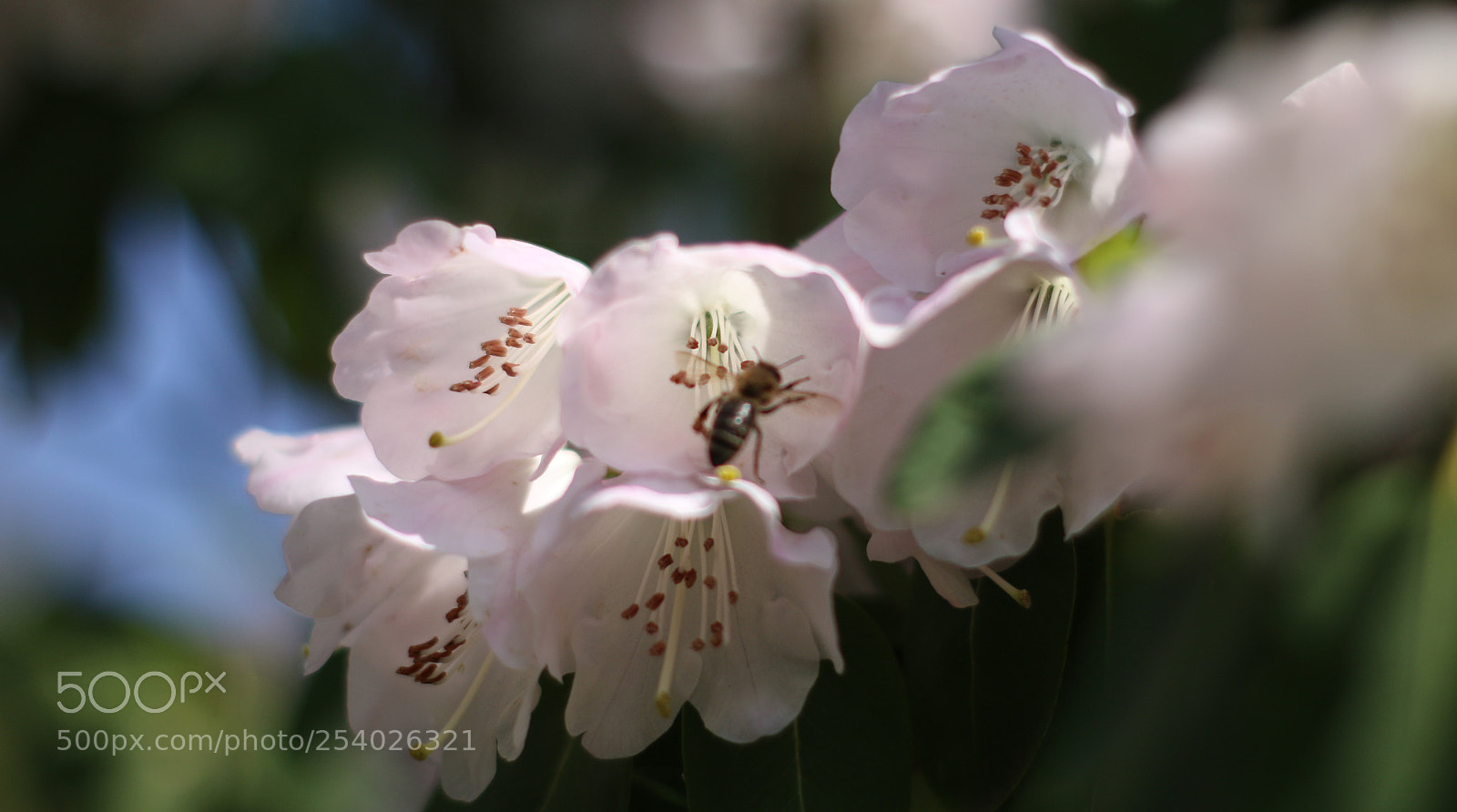 Canon EOS 70D sample photo. The visitor photography