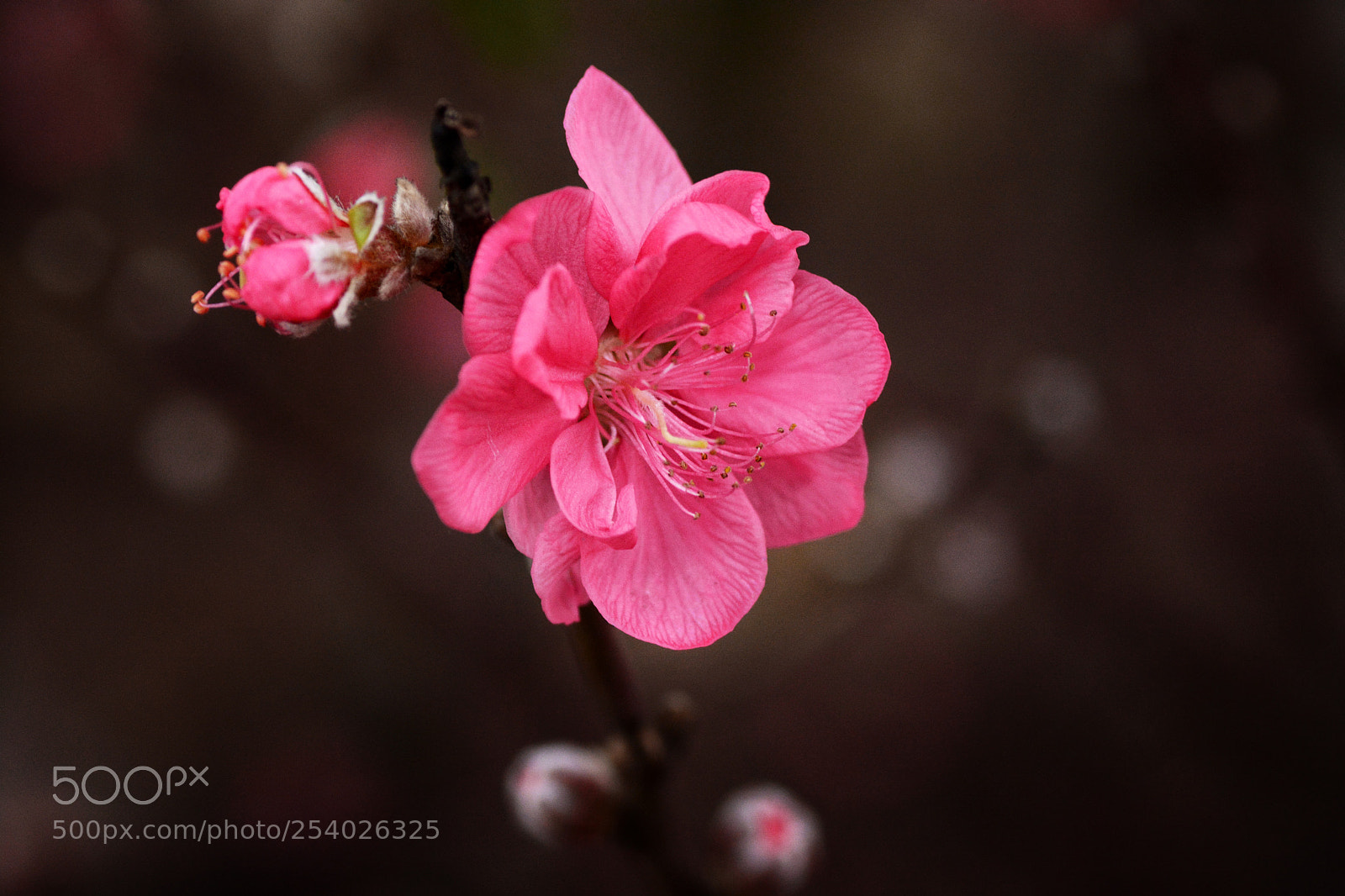 Nikon D7100 sample photo. Citytcnl photography