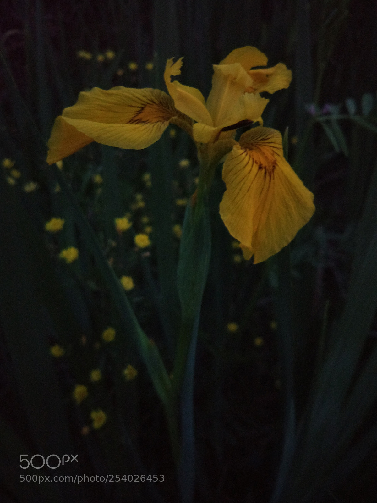 Xiaomi MI 5 sample photo. 《绽放》 photography
