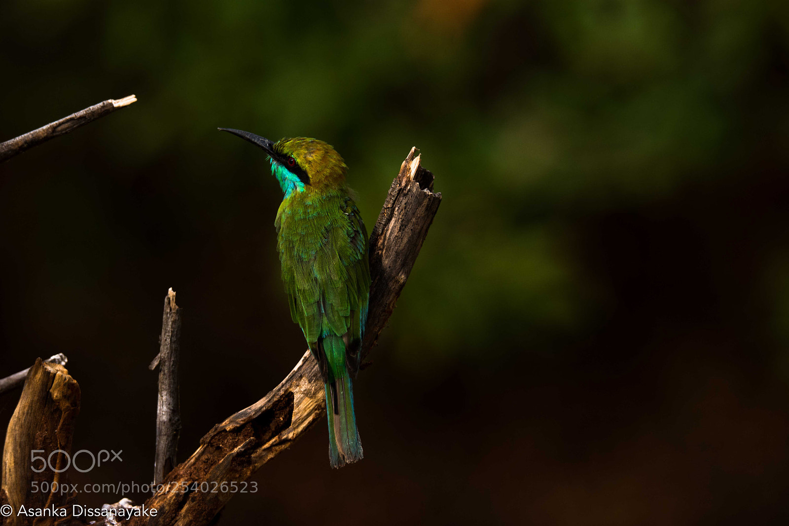 Nikon D7200 sample photo. Bee eater photography