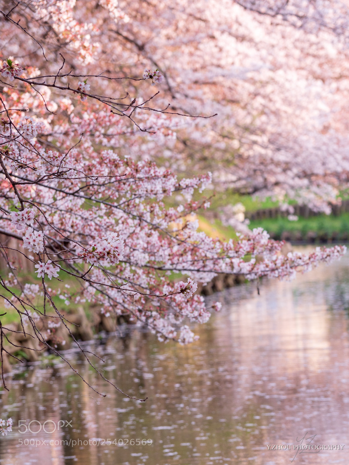 Olympus OM-D E-M1 Mark II sample photo. Sakura river photography