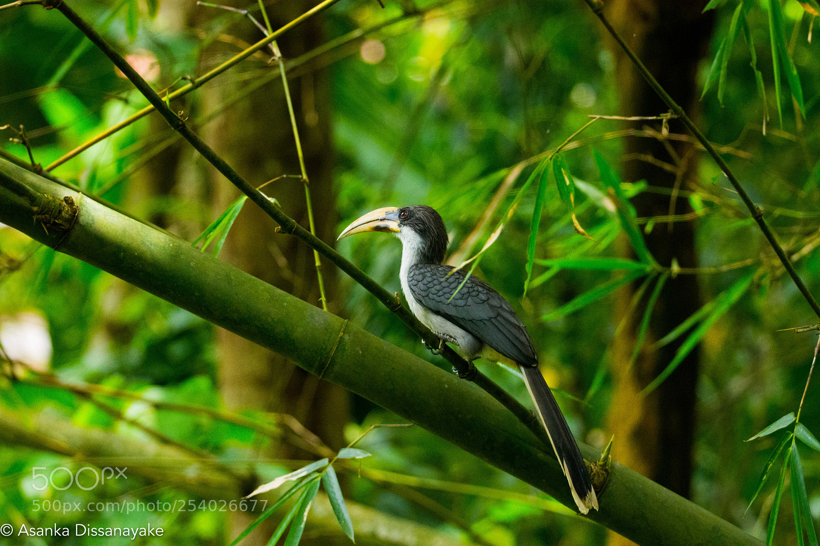 Nikon D7200 sample photo. Sri lankan grey hornbill photography