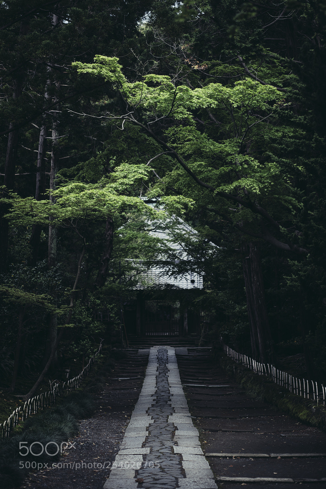 Canon EOS 6D Mark II sample photo. Silence photography