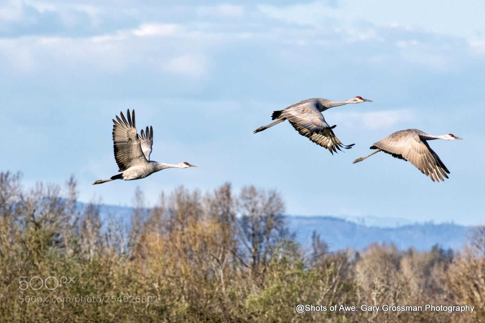 Canon EOS 7D Mark II sample photo. Three cranes photography