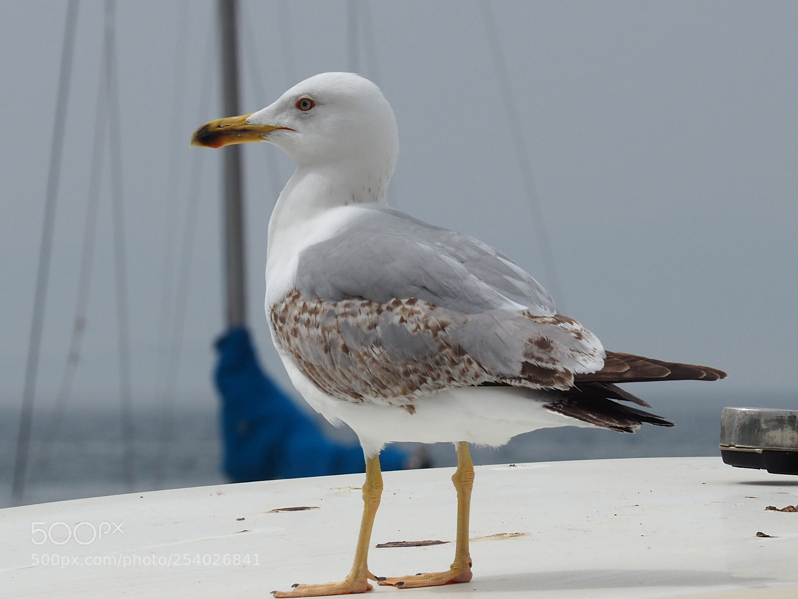 Olympus OM-D E-M10 II sample photo. Gull photography
