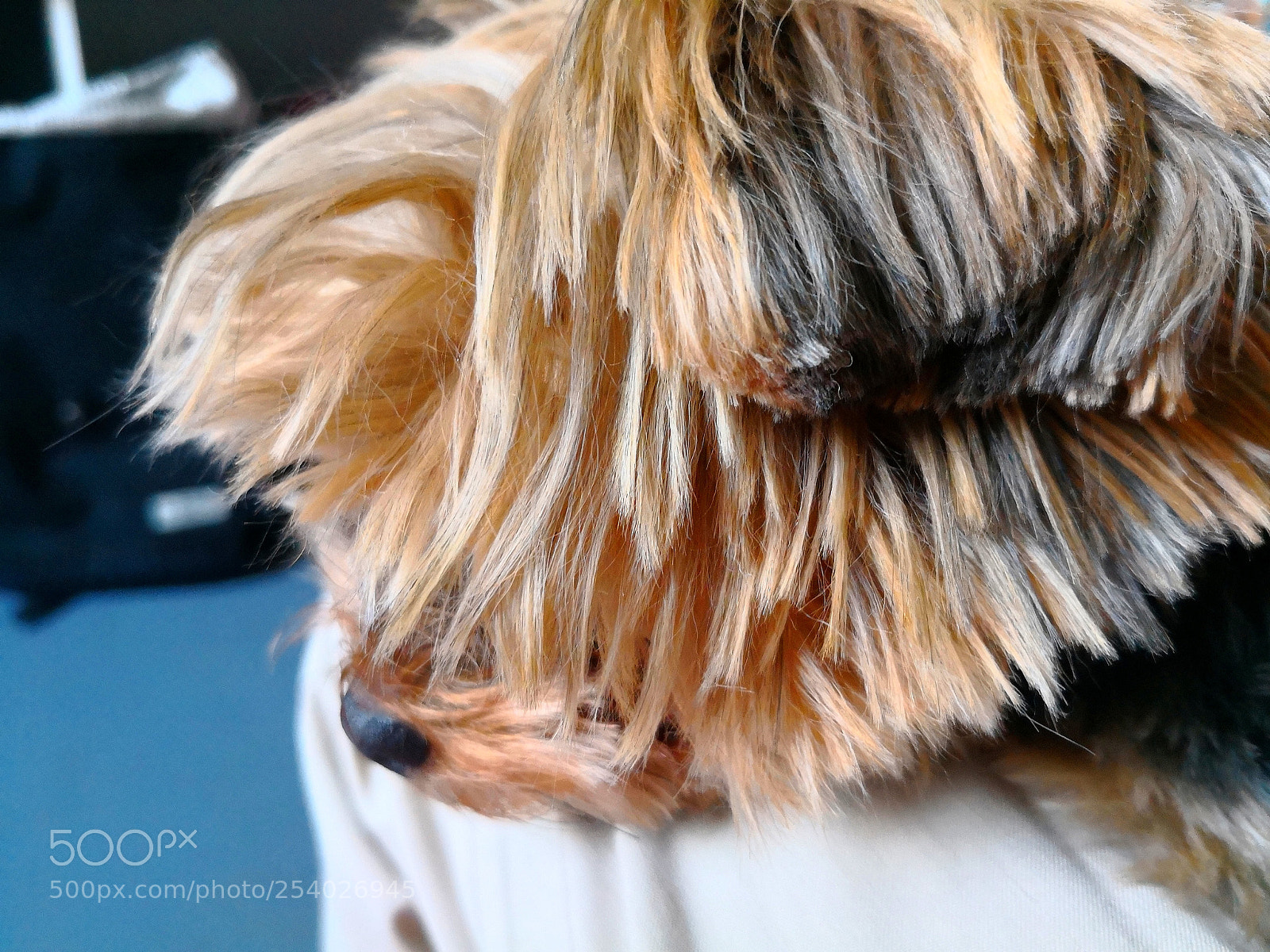HUAWEI Mate 10 Pro sample photo. Chewy's nap photography