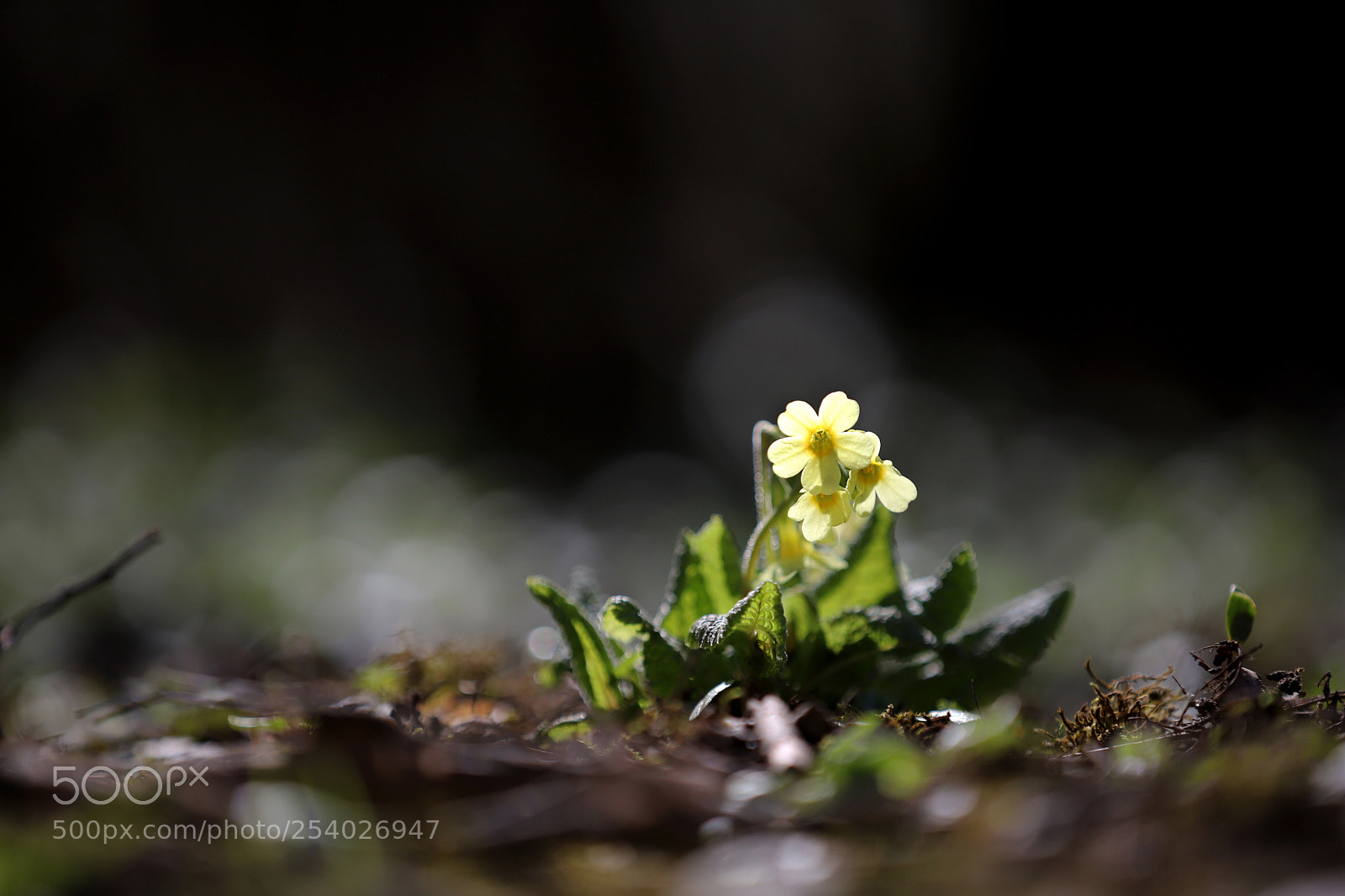 Canon EOS 6D Mark II sample photo. Glowing photography