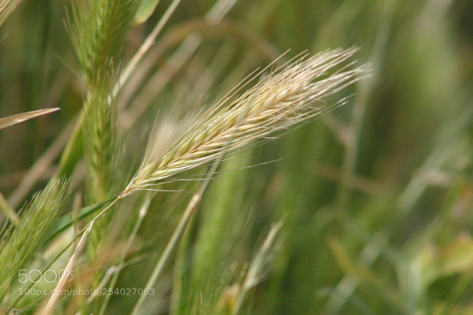 Canon EOS D60 sample photo. Grass photography