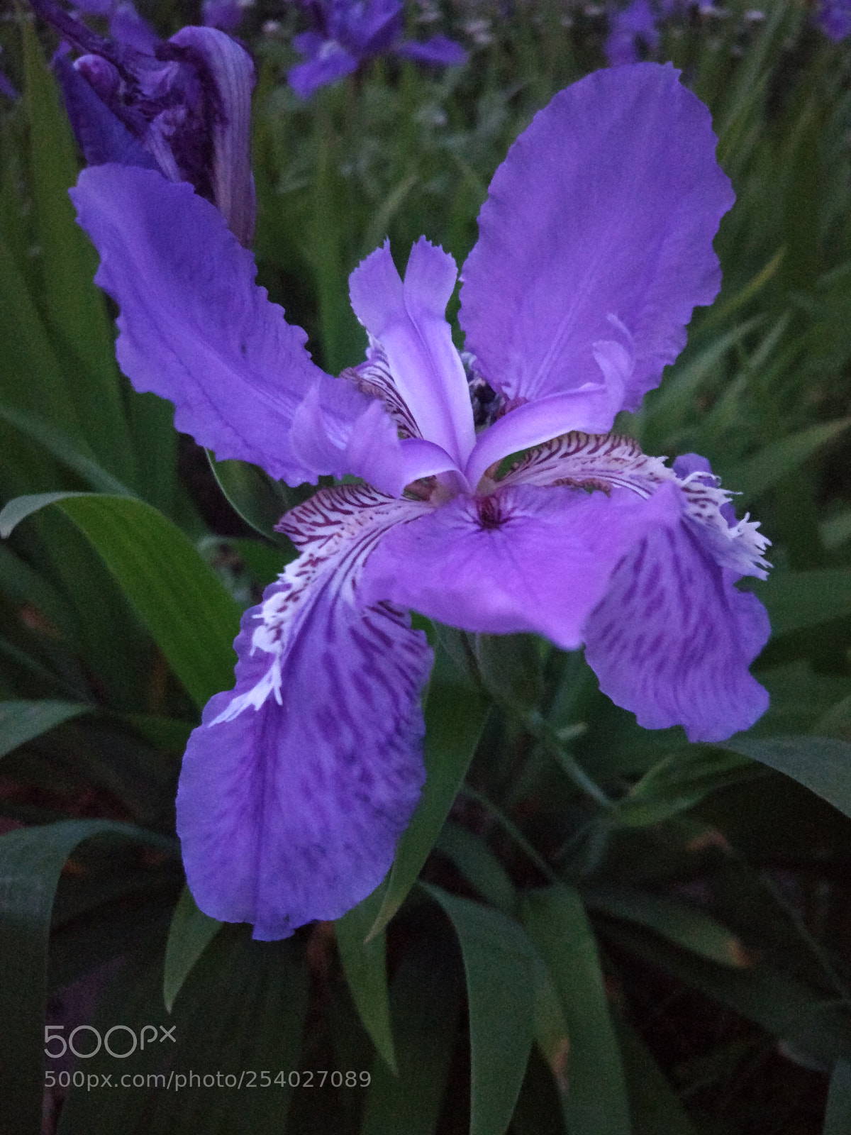 Xiaomi MI 5 sample photo. 《绽》 photography