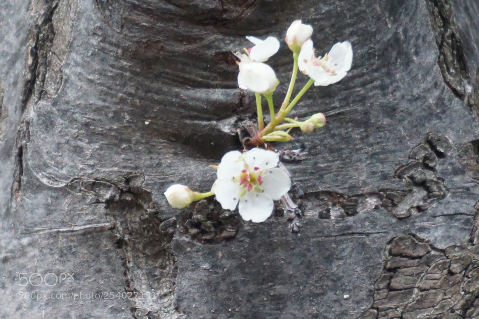 Sony a6000 sample photo. Flower photography